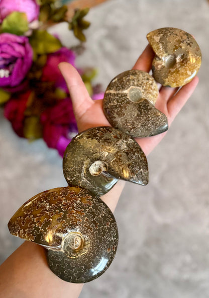 Polished Ammonite Fossils, ethically sourced fossils