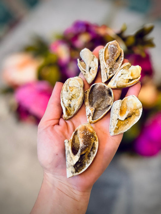 Druzy Shell Fossils, Rare Fossilized Shell From India