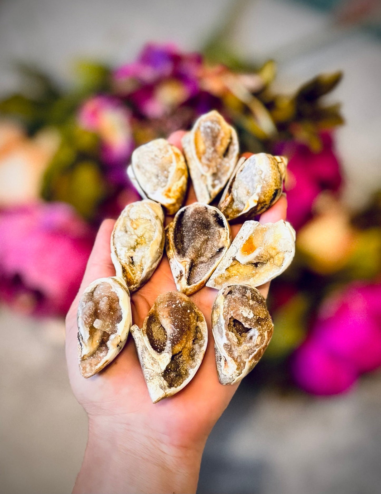 Druzy Shell Fossils, Rare Fossilized Shell From India