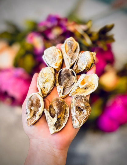 Druzy Shell Fossils, Rare Fossilized Shell From India