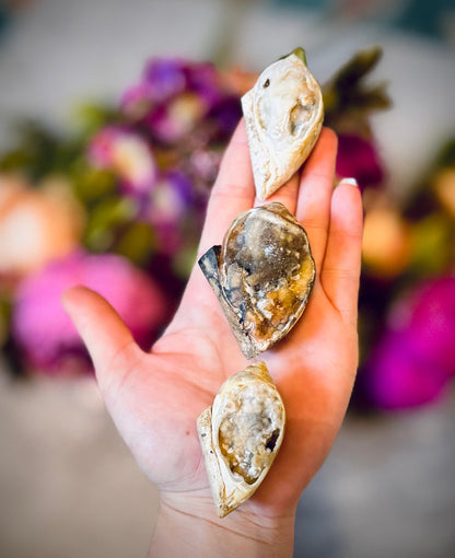 Druzy Shell Fossils, Rare Fossilized Shell From India