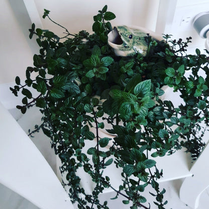 Open-Mouth Frog Plant Watering Spike Mountain Mudworks