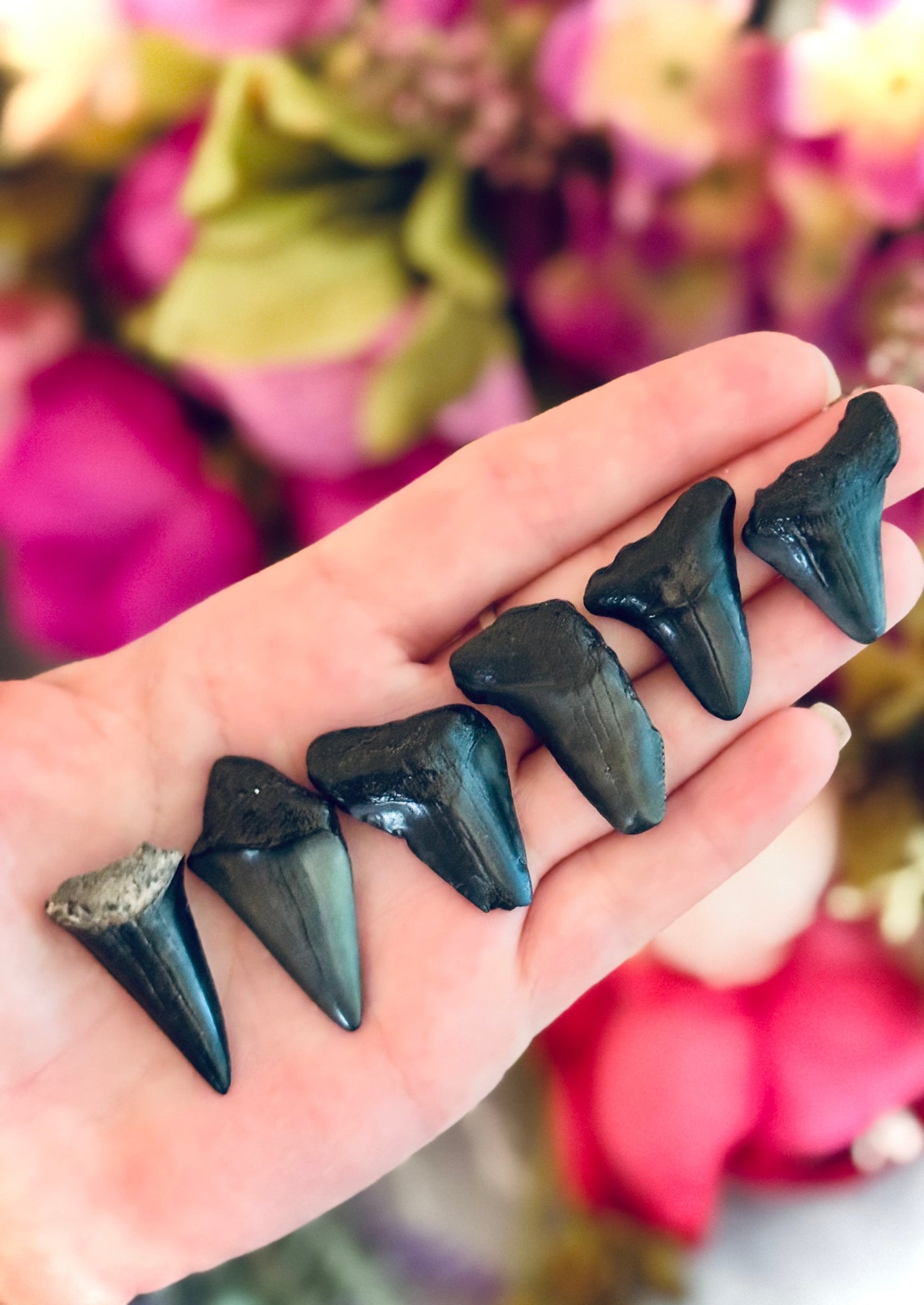 Small Megaladon Teeth Fossils, Paleontology Gift, Fossil Gift
