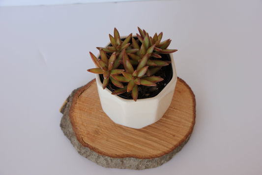 Small Planter