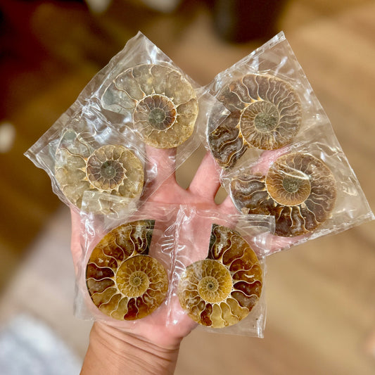 Small Polished Ammonite Pairs, Ethically Sourced Ammonite Halves