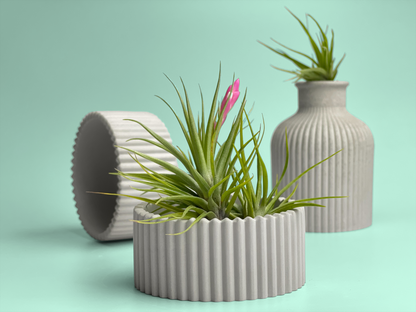 Scandinavian Air Plant Holder | Succulent Planter