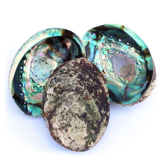 Abalone Shell | Iridescent