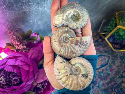 Rainbow Ammonite Fossil, Iridescent Ammonite, Ammolite from Madagascar, You Choose Size