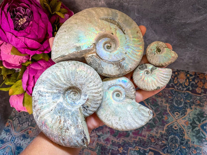 Rainbow Ammonite Fossil, Iridescent Ammonite, Ammolite from Madagascar, You Choose Size
