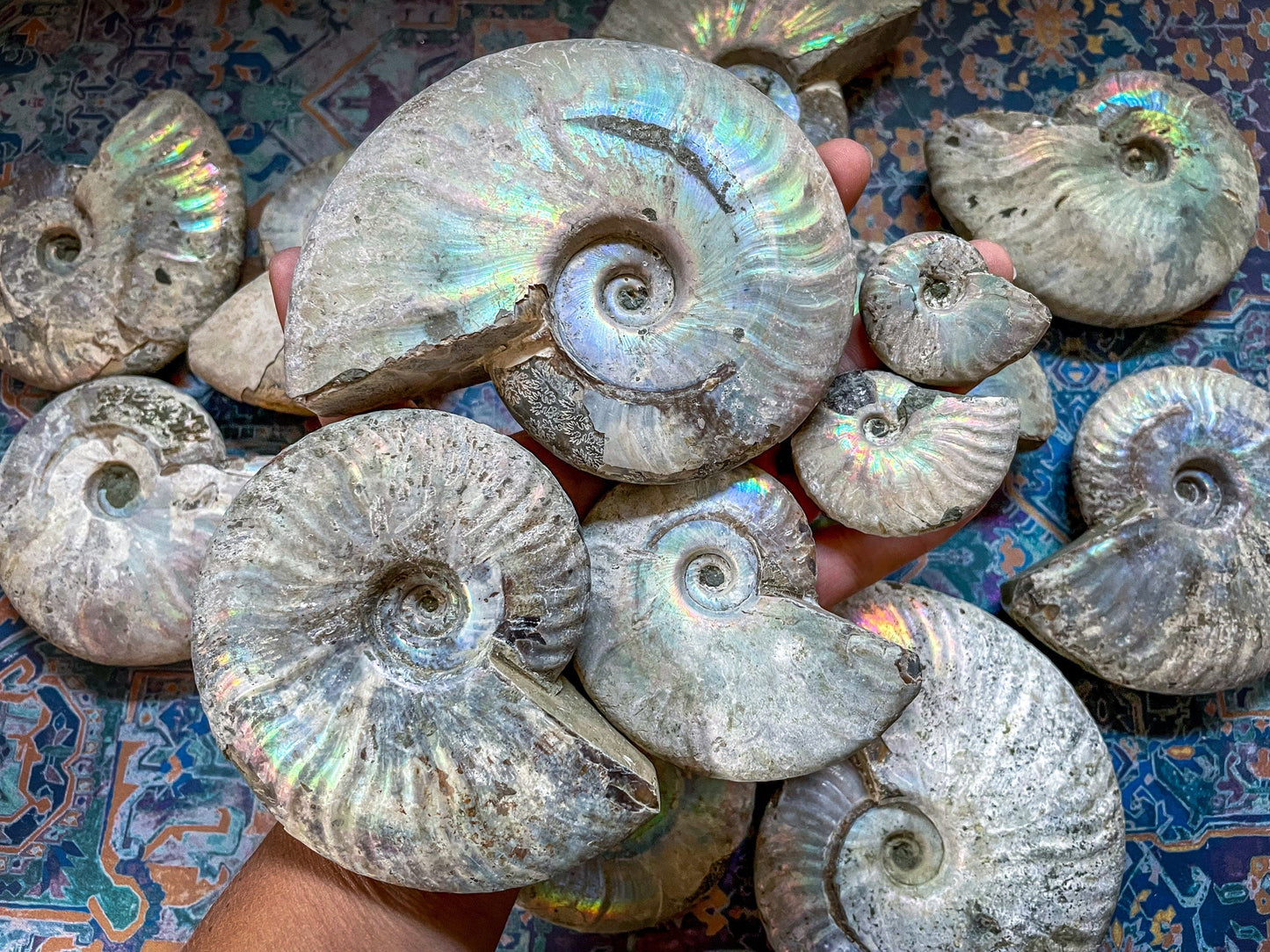 Rainbow Ammonite Fossil, Iridescent Ammonite, Ammolite from Madagascar, You Choose Size