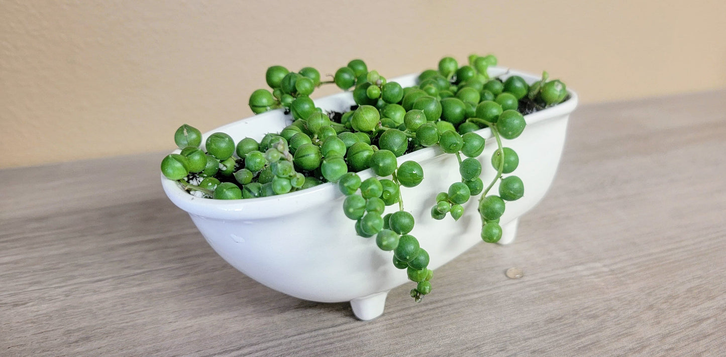 Medium Ceramic Bathtub Planter Mountain Mudworks