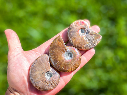 Fire Ammonite Shell Fossil, Fire Ammonite, Fossil Decor, Natural Art,Decorative Fossils, Ammonite Fossil