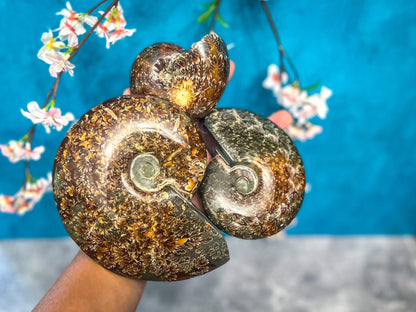 Polished Ammonite Fossils