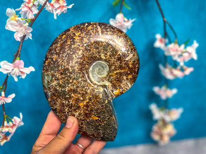 Polished Ammonite Fossils