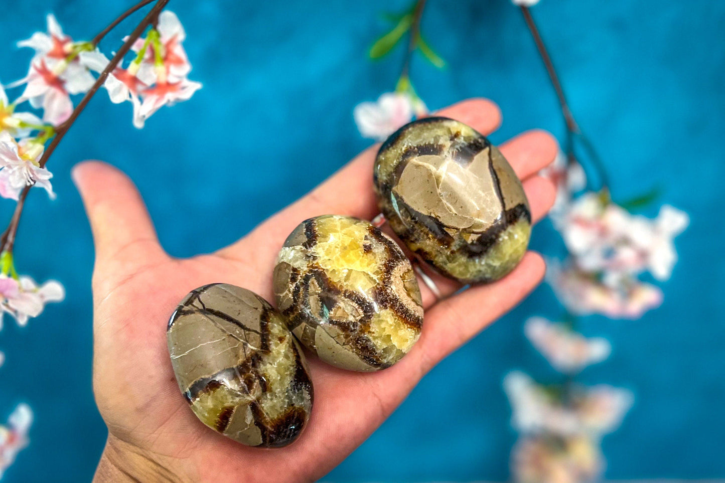Septarian Palm Stones