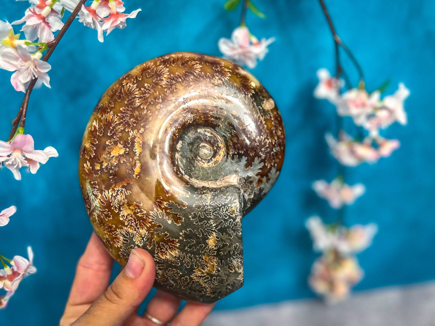 Polished Ammonite Fossils