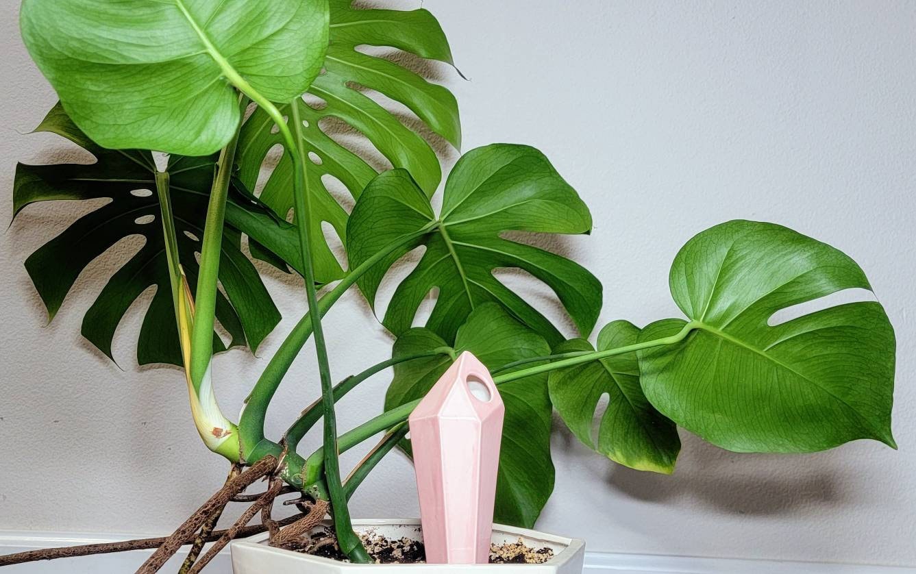 Tall Crystal Plant Watering Spike Mountain Mudworks