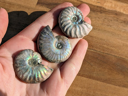 Rare Blue Opalized Ammonite Fossils