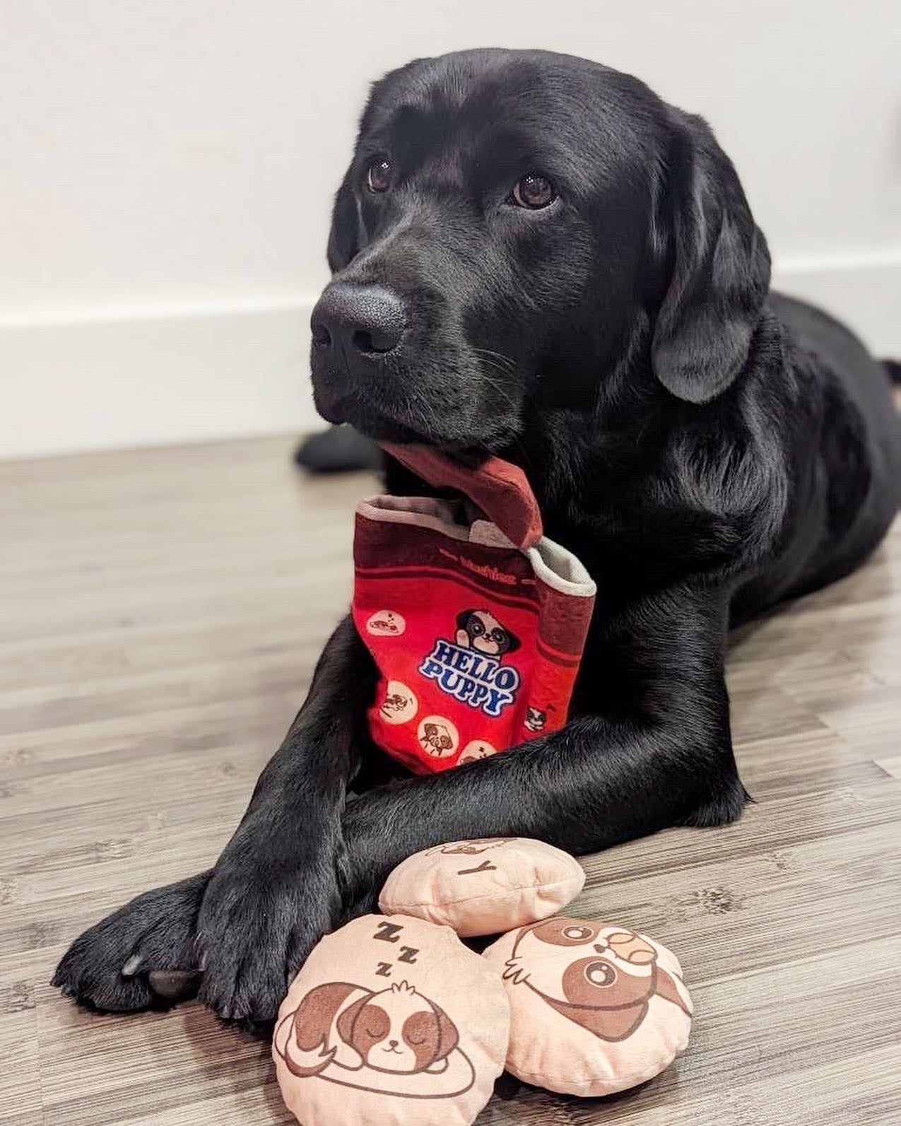 Hello Puppy 4 Piece Dog Toy - Creative Freedom Collective