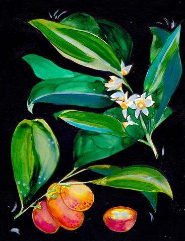 Kumquat – Original Gouache Painting (8" x 10")