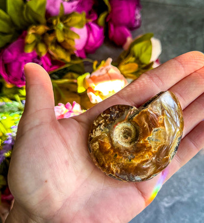 Fire Ammonite Shell Fossil, Fire Ammonite, Fossil Decor, Natural Art,Decorative Fossils, Ammonite Fossil