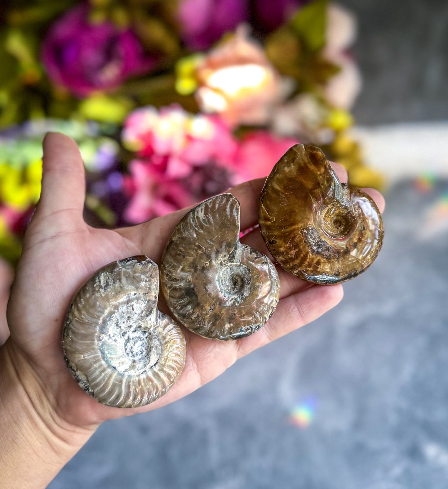 Fire Ammonite Shell Fossil, Fire Ammonite, Fossil Decor, Natural Art,Decorative Fossils, Ammonite Fossil