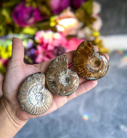 Fire Ammonite Shell Fossil, Fire Ammonite, Fossil Decor, Natural Art,Decorative Fossils, Ammonite Fossil