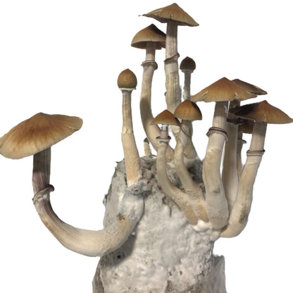 Mushroom Grow Kit - 4 Pack - All In One