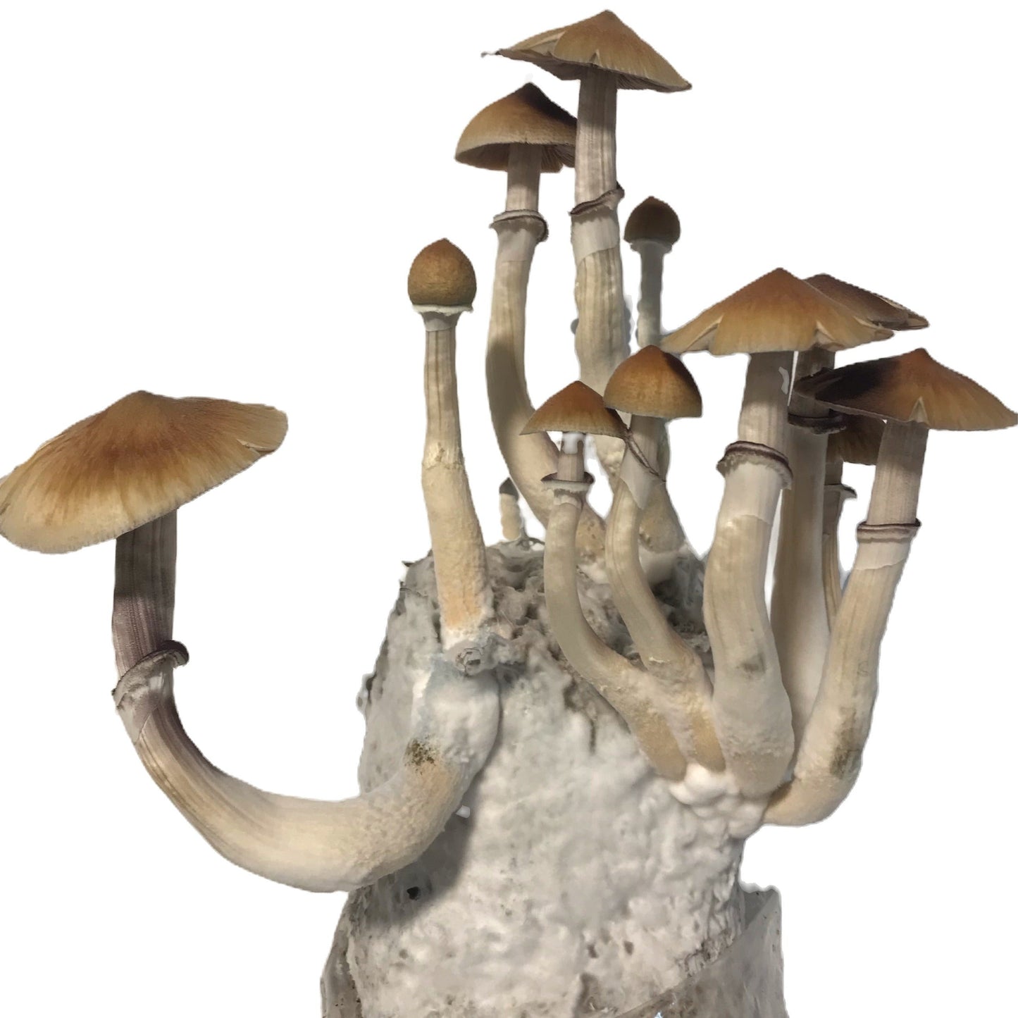 All In One Mushroom Grow Bundle - 16 Count