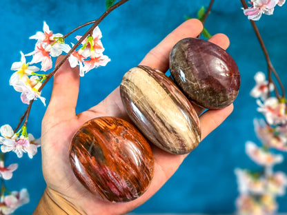 Petrified Wood Palm Stone