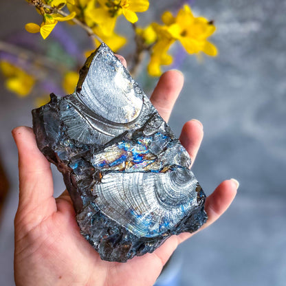 Raw Columbian Shungite