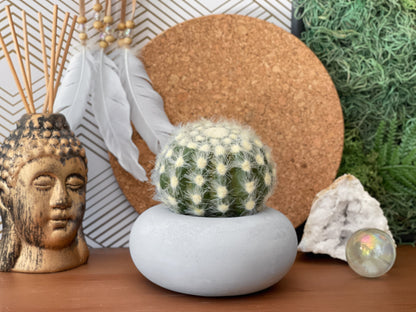 Perfect Succulent Planter